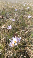 Crocus biflorus