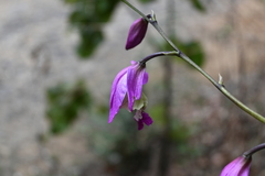 Bletia macristhmochila