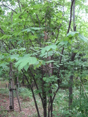Japanese spicebush