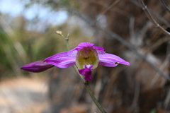 Bletia macristhmochila