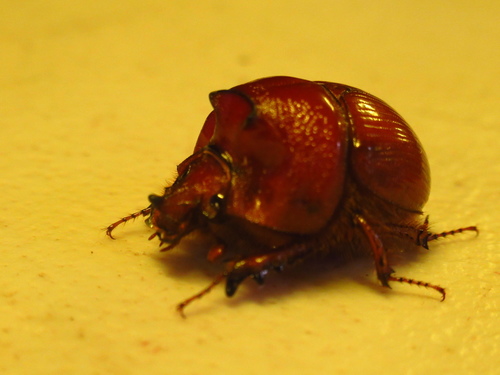 Bolboleaus ingens