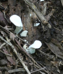 Loweomyces