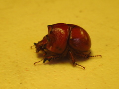 Bolboleaus ingens