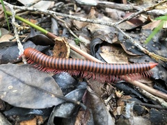 Diplopoda