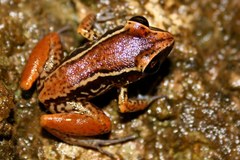 Eleutherodactylus richmondi