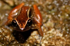 Eleutherodactylus richmondi