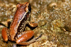 Eleutherodactylus richmondi