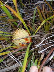 Protea aspera