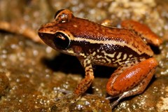 Eleutherodactylus richmondi