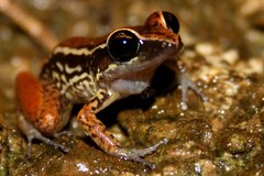 Eleutherodactylus richmondi