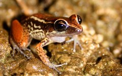 Eleutherodactylus richmondi