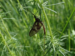 Ephemera vulgata