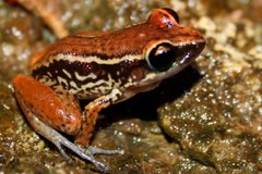 Eleutherodactylus richmondi