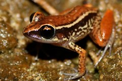 Eleutherodactylus richmondi