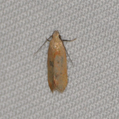 Anacampsis fullonella