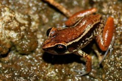 Eleutherodactylus richmondi