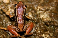 Eleutherodactylus richmondi