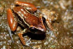 Eleutherodactylus richmondi