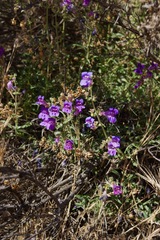 Penstemon laetus laetus