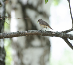 Phoenicurus phoenicurus