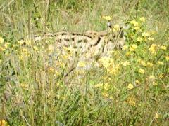 Leptailurus serval lipostictus