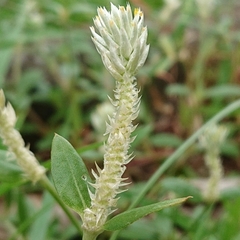 Gomphrena celosioides