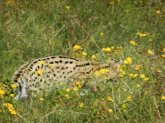 Leptailurus serval lipostictus