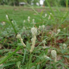 Gomphrena celosioides
