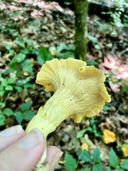 Cantharellus lateritius