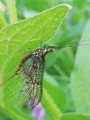 Ephemera vulgata