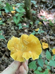 Cantharellus lateritius