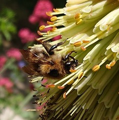 Bombus pascuorum