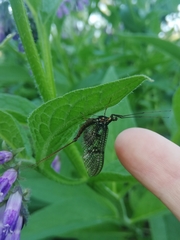 Ephemera vulgata