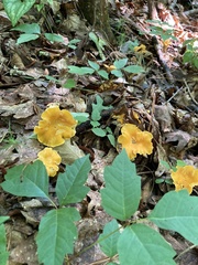 Cantharellus lateritius