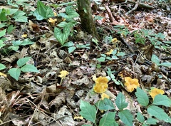 Cantharellus lateritius