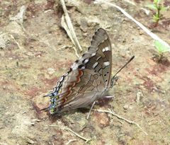 Charaxes guderiana guderiana