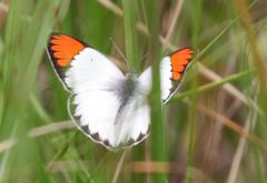Colotis antevippe gavisa
