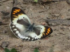 Colotis antevippe gavisa