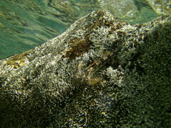 Lepidoblennius marmoratus