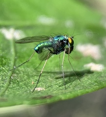 Condylostylus crinitus