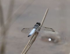 Palpopleura deceptor