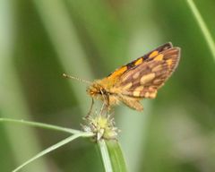 Metisella midas midas