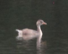 Tachybaptus ruficollis