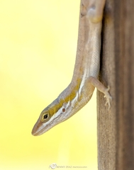 Anolis poncensis
