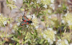 Zygaena sarpedon