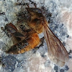 Apis dorsata