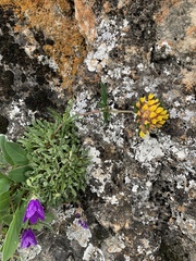 Anthyllis vulneraria variegata