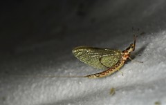 Hexagenia atrocaudata