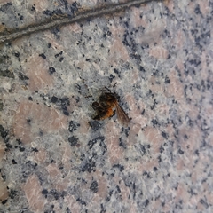 Apis dorsata