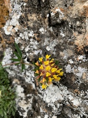Anthyllis vulneraria variegata